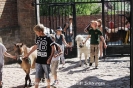 Hesehof_4