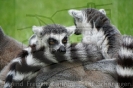 Serengetipark_17