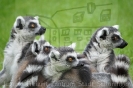 Serengetipark_18