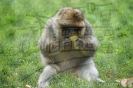 Serengetipark_19