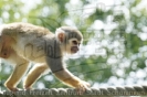 Serengetipark_20