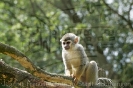 Serengetipark_21