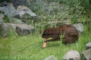 Serengetipark_22
