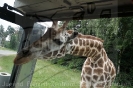 Serengetipark_25