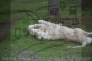 Serengetipark_26