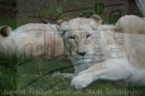 Serengetipark_28