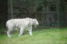 Serengetipark_29