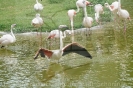 Serengetipark_30