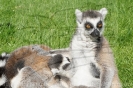 Serengetipark_35