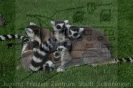 Serengetipark_36