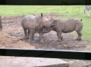 Serengetipark_25