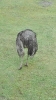 Serengetipark_29