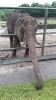 Serengetipark_33