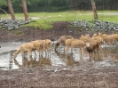 Serengetipark_39