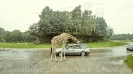 Serengetipark_4