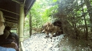 Serengetipark_5