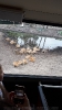 07.29 Serengetipark_5